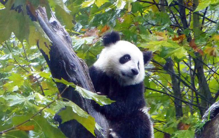 Giant Panda Climbing Tree