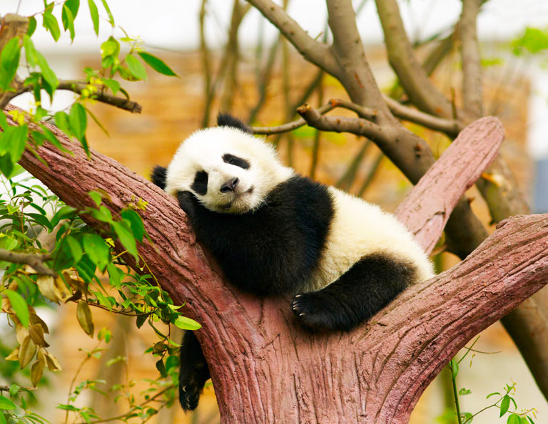 Giant Panda Sleeping