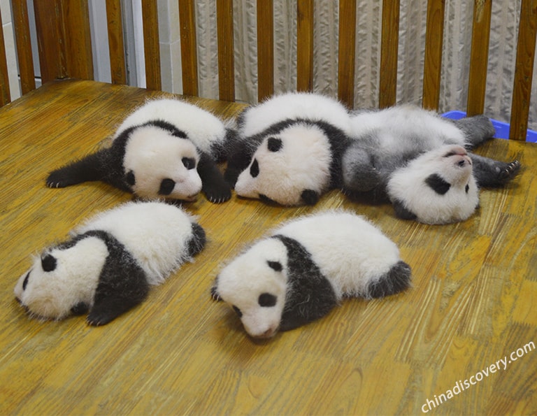 Giant Panda Sleeping