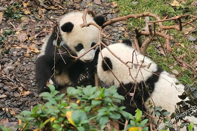 Giant Pandas Enjoying Leisure Time Together