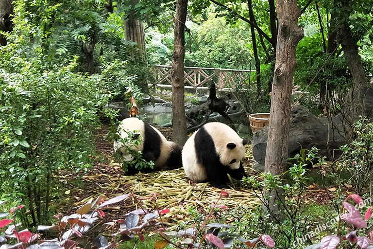 Chengdu Giant Panda