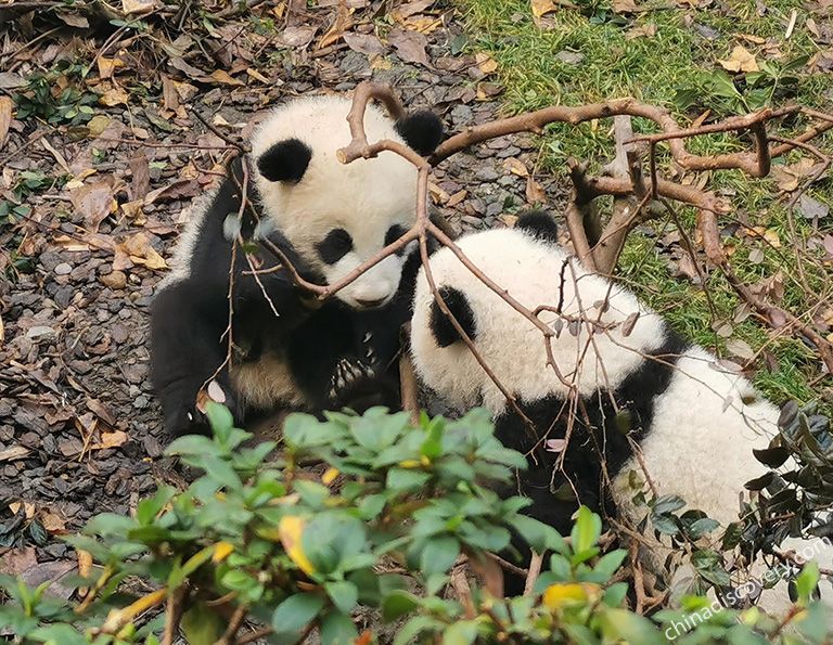 2 Days Mount Emei Hiking Tour from Chengdu