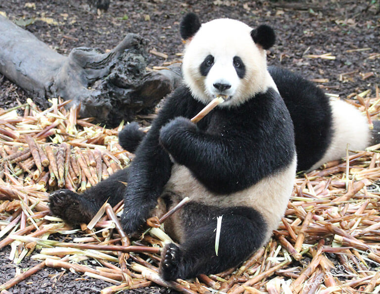 Mama and Baby of Panda