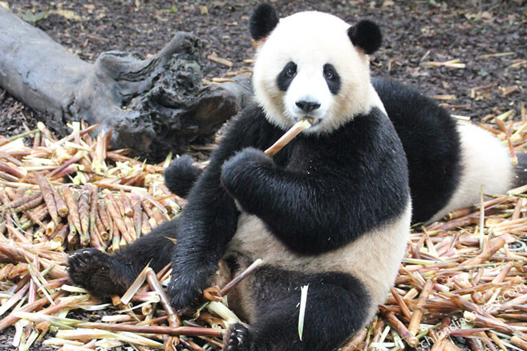 Mama and Baby of Panda