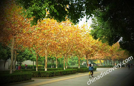 Chengdu Autumn Travel