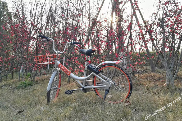 Chengdu Biking Greenways