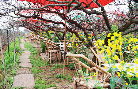 Chengdu Travel Guide 2025 - Chengdu Spring Travel