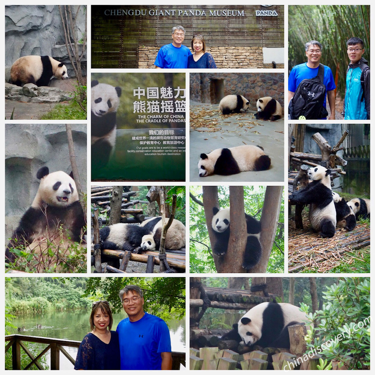Our American Customers Visited Chengdu Giant Panda Base Top 11 Things to Do in Chengdu