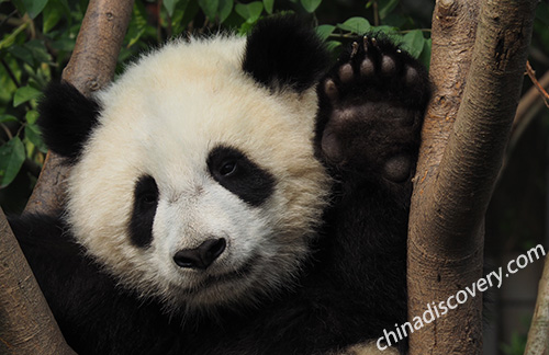 Chengdu Tourism