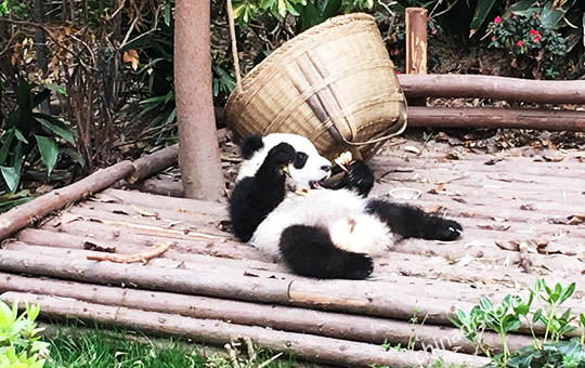 Chengdu Tourism