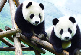 Sichuan Giant Panda