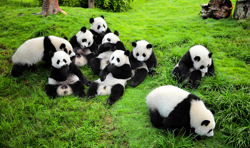 Dujiangyan Panda Volunteer Experience