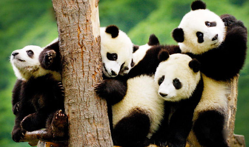 Giant Panda of Sichuan