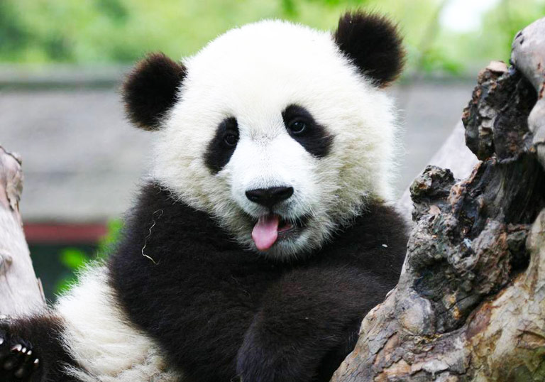 Sichuan Giant Panda Sanctuaries