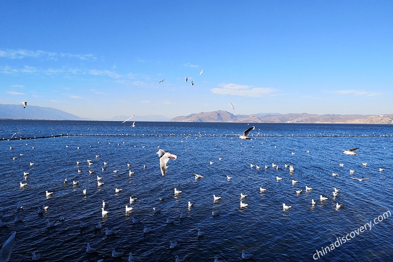 Dali Erhai Lake