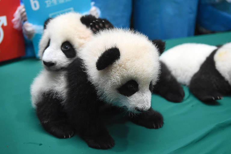 Giant Pandas