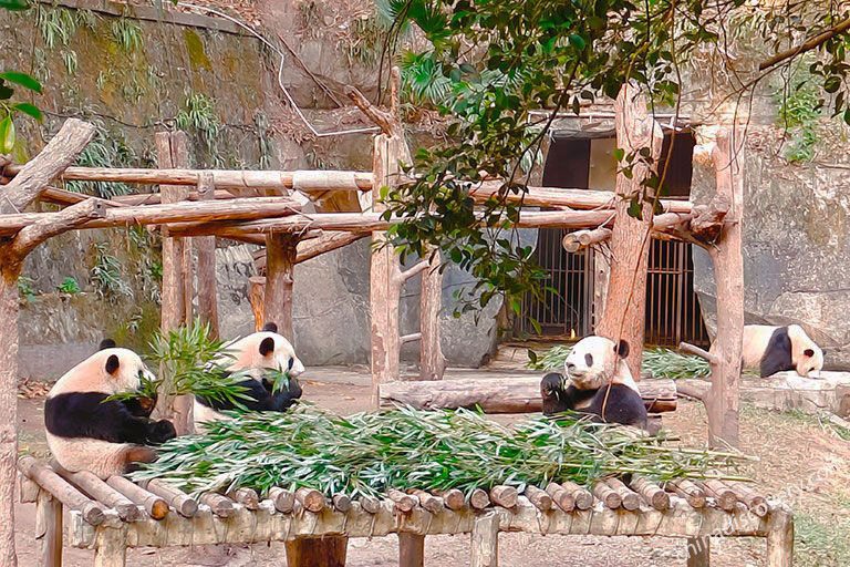 Chongqing Zoo