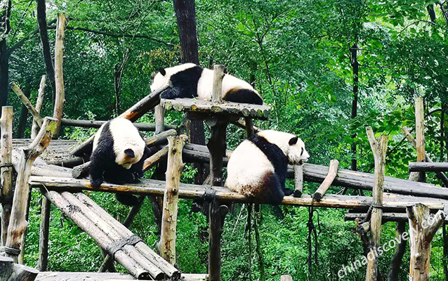 Giant Pandas