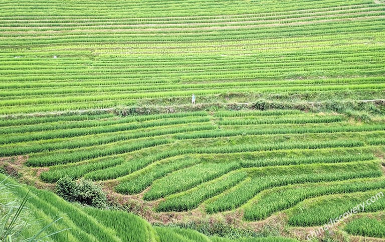 Gerhard from Germany - Green Longji Rice Terrices, Guilin