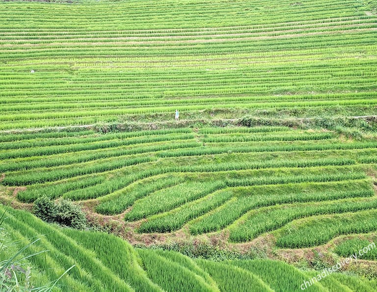 Gerhard from Germany - Green Longji Rice Terrices, Guilin