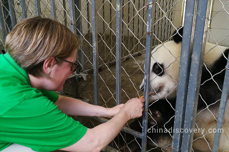 Juliet from England joined panda volunteer program nd had a close dating with adorable pandas in Chengdu