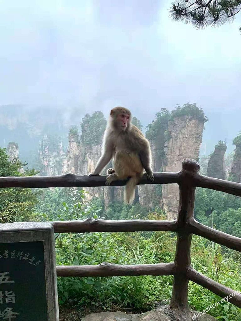 Zhangjiajie Spring Travel