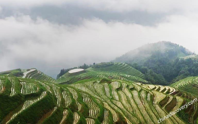 Delma from Ireland - Longji Rice Terrace Scene