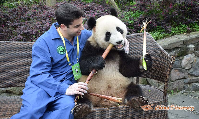 Chengdu Dujiangyan Panda Base