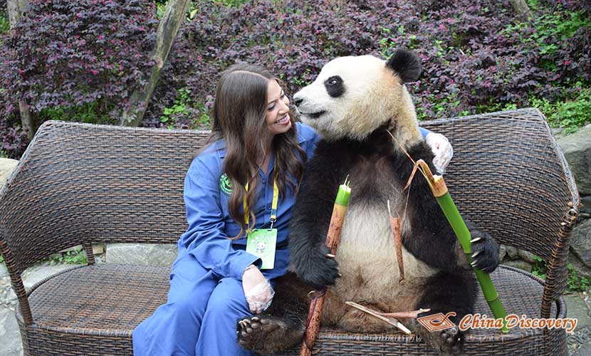 Chengdu Dujiangyan Panda Base