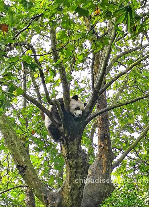 Chengdu Panda Base