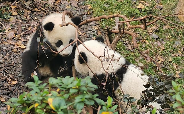 Chengdu