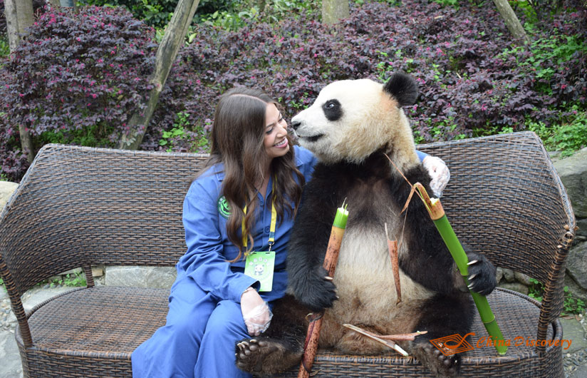 Giant Panda Photo