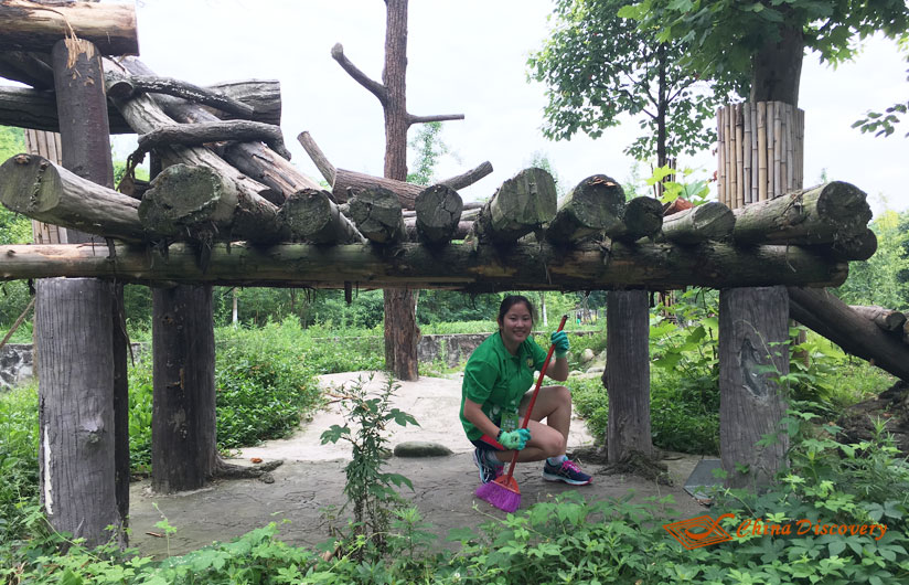Giant Panda Photo