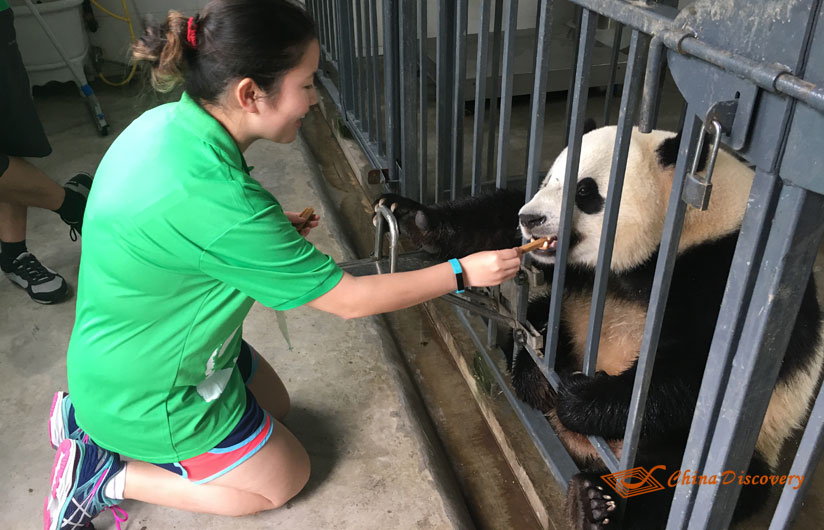 Giant Panda Photo