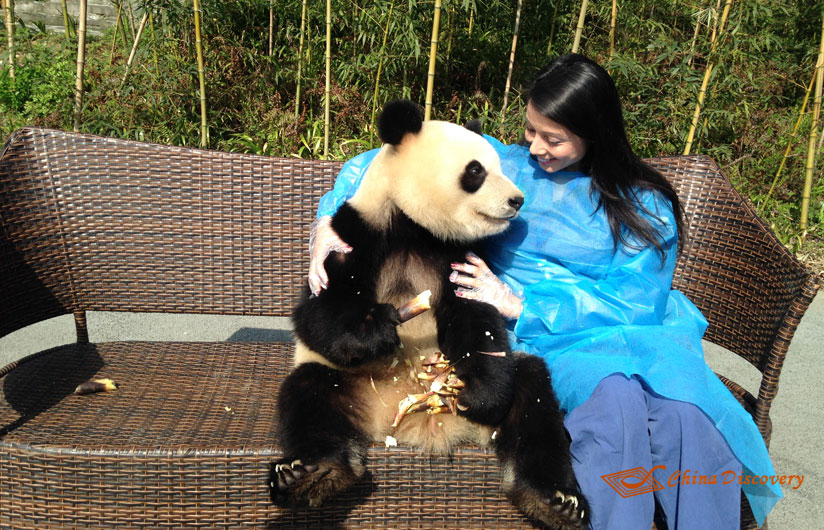 Giant Panda Photo
