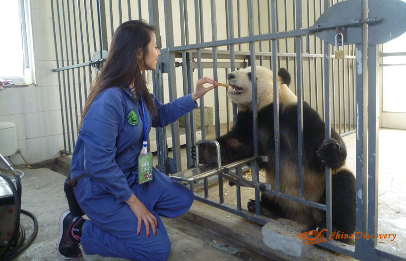 Giant Panda Photo