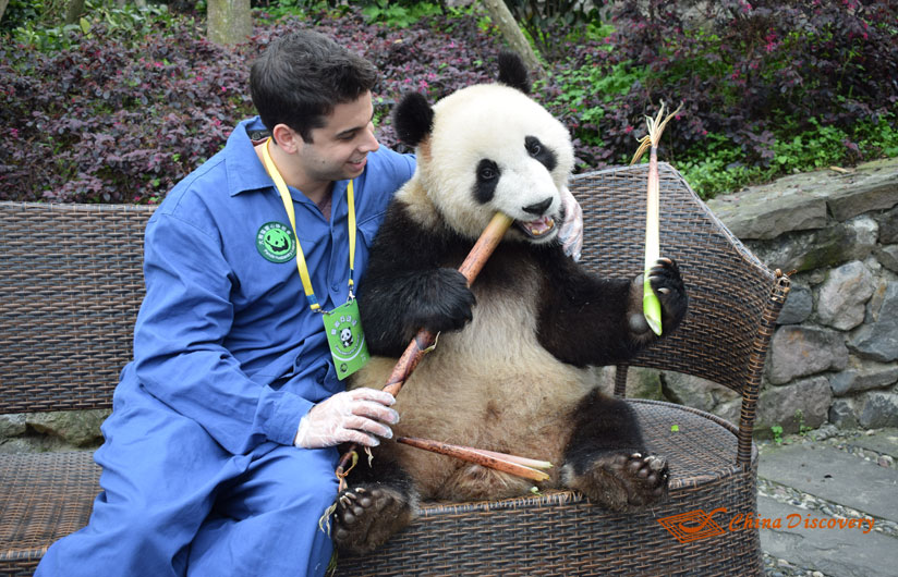Giant Panda Photo