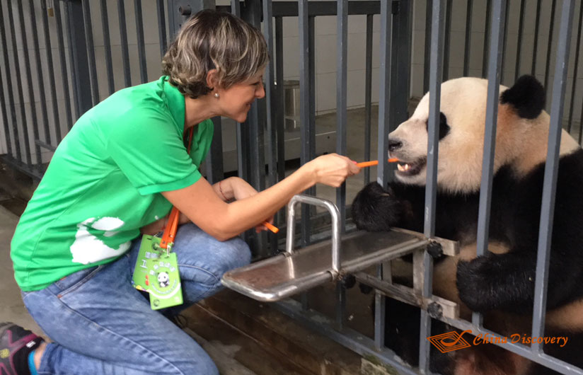 Giant Panda Photo
