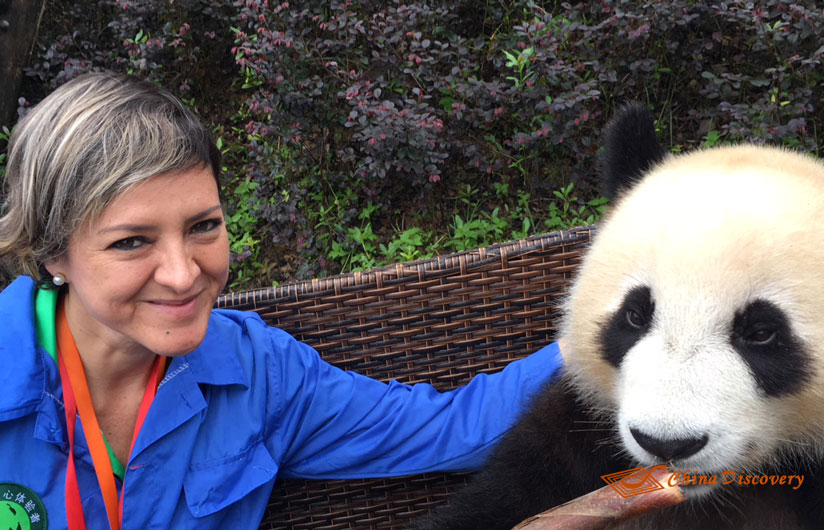 Giant Panda Photo