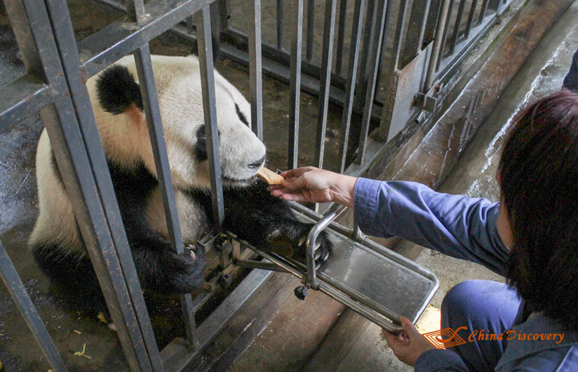 Giant Panda Photo