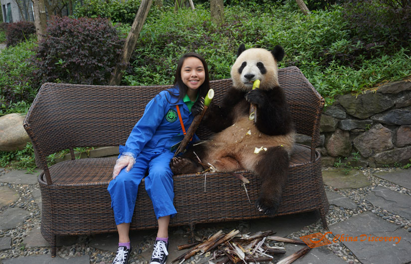 Giant Panda Photo