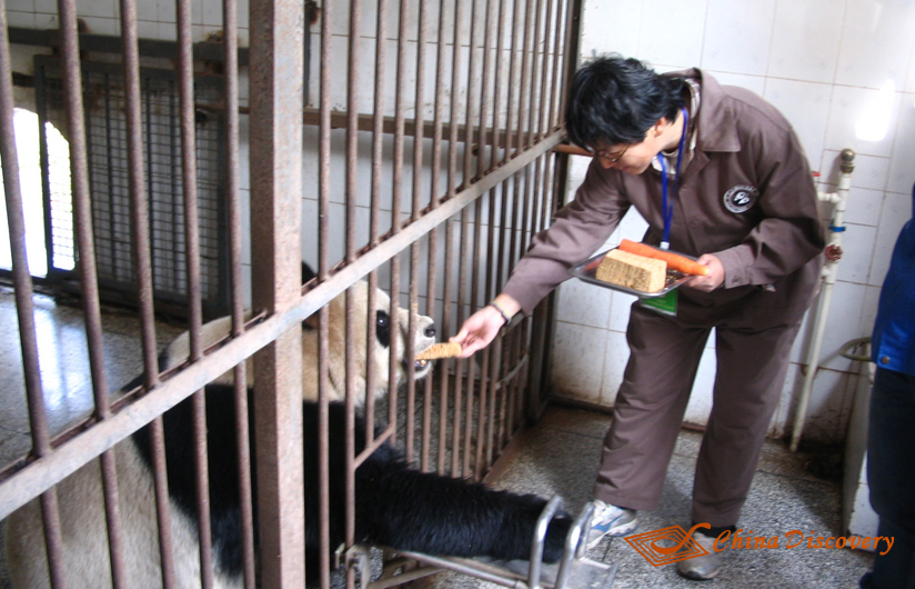 Panda Volunteer