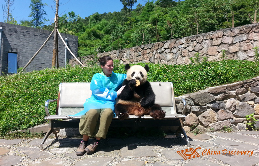 Panda Volunteer