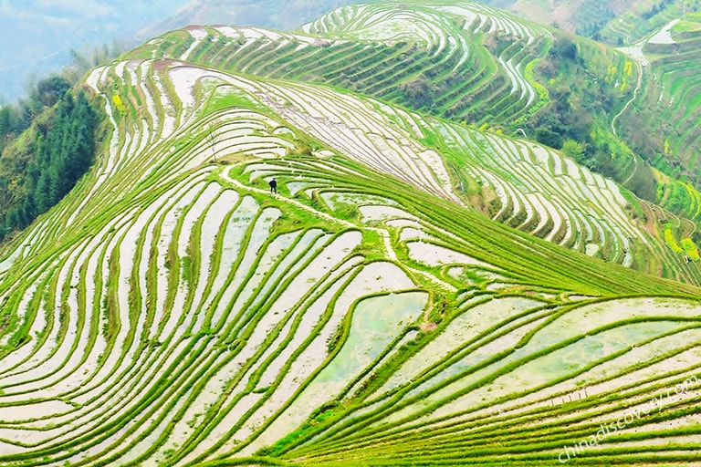 Longji Rice Terraces (Pingan, Nice Dragons and Five Tigers), Photo by Our Customer Steven in Spring