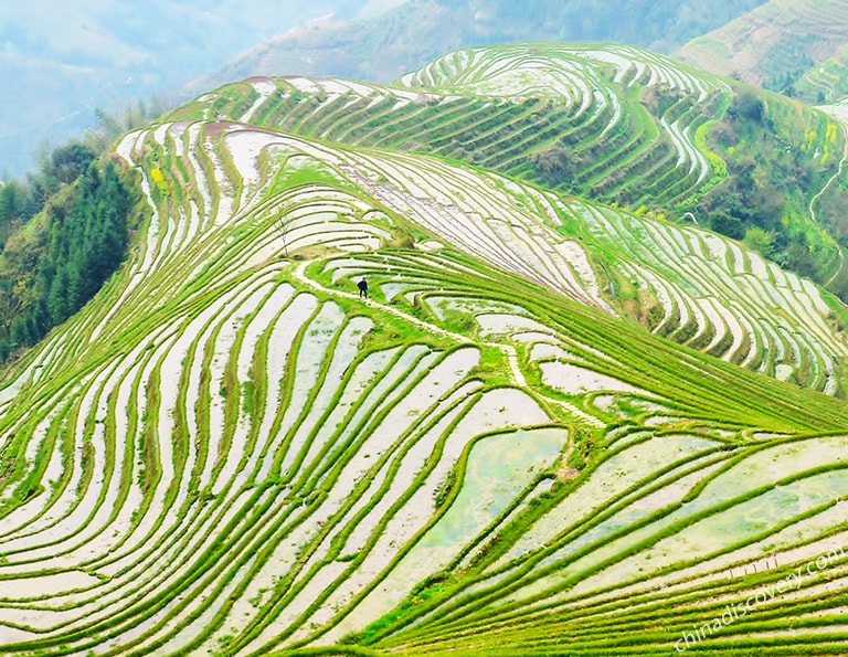 Steven - Longji Rice Terraces (Pingan, Nice Dragons and Five Tigers, Spring), Guilin