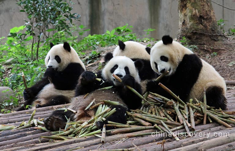 Chengdu Giant Panda Base in June