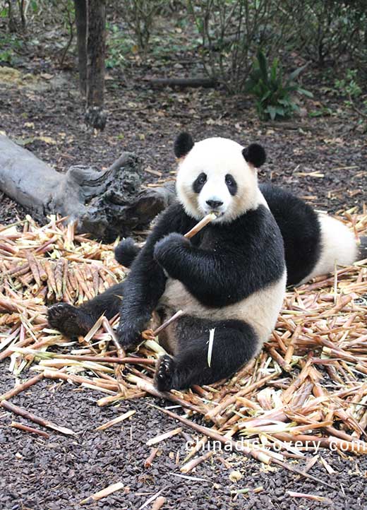 Chendgu Giant Panda Base