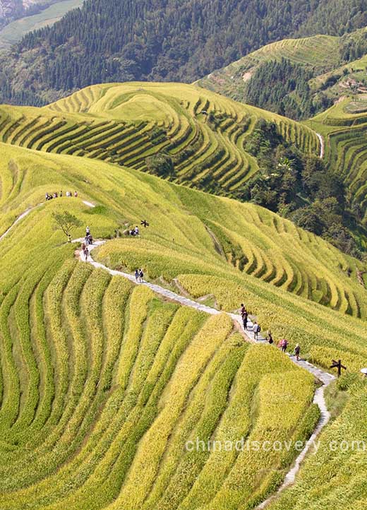 Ping'an Rice Terraces