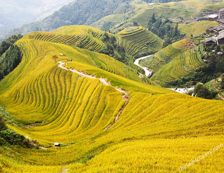 Wim's Group - Longji Rice Terraces (Pingan, Nine Dragons and Five Tigers), Longsheng, Guilin