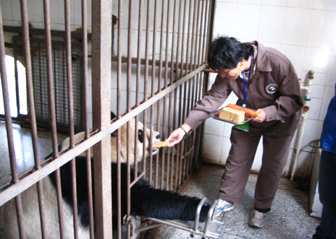 Be Panda Volunteer in Chengdu